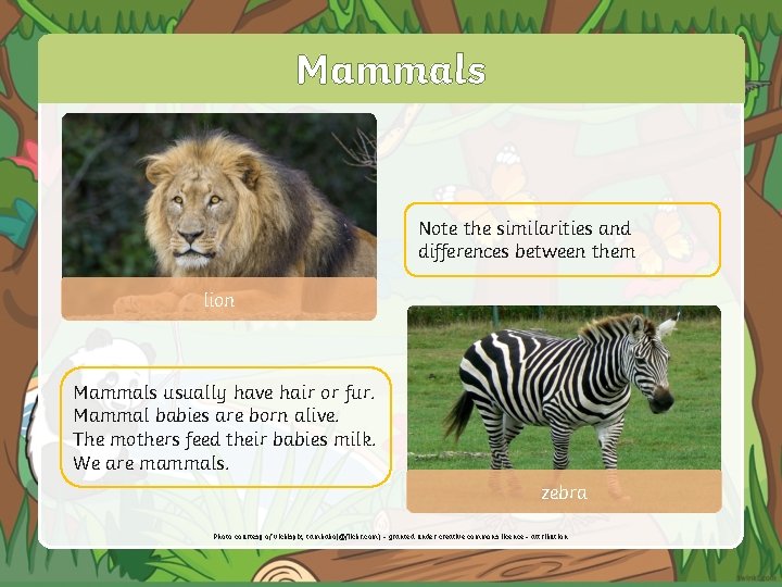 Amphibians Note the similarities and differences between them