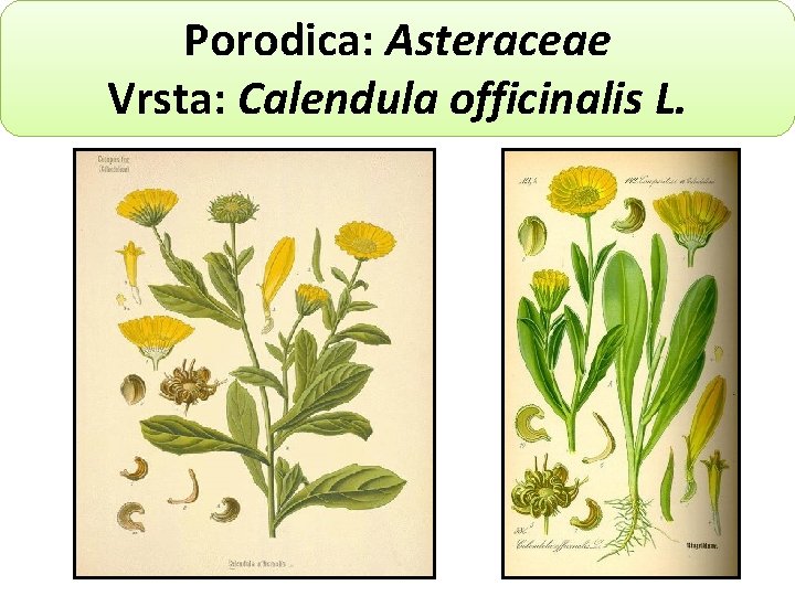 Porodica: Asteraceae Vrsta: Calendula officinalis L. 