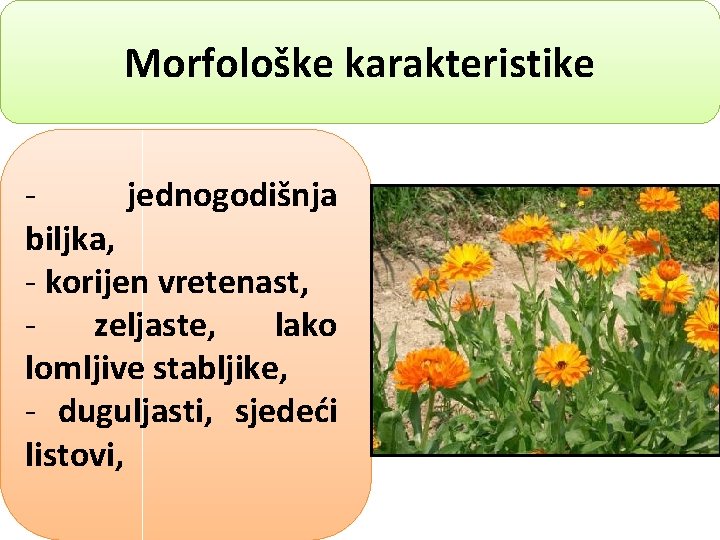 Morfološke karakteristike jednogodišnja biljka, - korijen vretenast, zeljaste, lako lomljive stabljike, - duguljasti, sjedeći