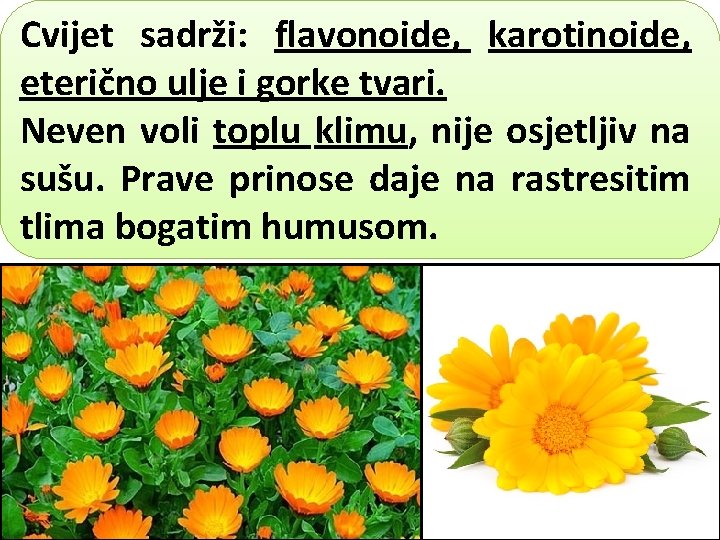 Cvijet sadrži: flavonoide, karotinoide, eterično ulje i gorke tvari. Neven voli toplu klimu, nije