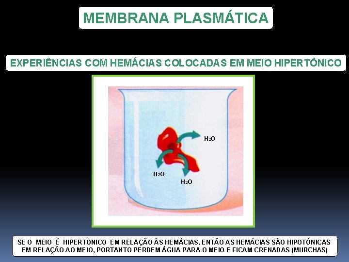 MEMBRANA PLASMÁTICA EXPERIÊNCIAS COM HEMÁCIAS COLOCADAS EM MEIO HIPERTÔNICO H 2 O SE O