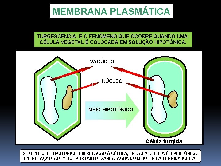 MEMBRANA PLASMÁTICA TURGESCÊNCIA: É O FENÔMENO QUE OCORRE QUANDO UMA CÉLULA VEGETAL É COLOCADA