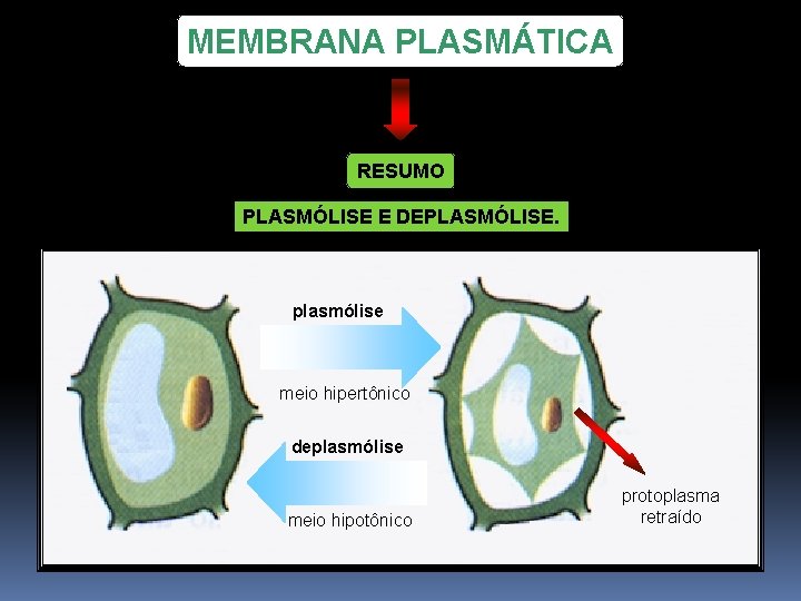 MEMBRANA PLASMÁTICA RESUMO PLASMÓLISE E DEPLASMÓLISE. plasmólise meio hipertônico deplasmólise meio hipotônico protoplasma retraído