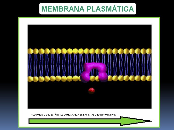 MEMBRANA PLASMÁTICA PASSAGEM DE SUBST NCIAS COM A AJUDA DE FACILITADORES (PROTEÍNAS) 