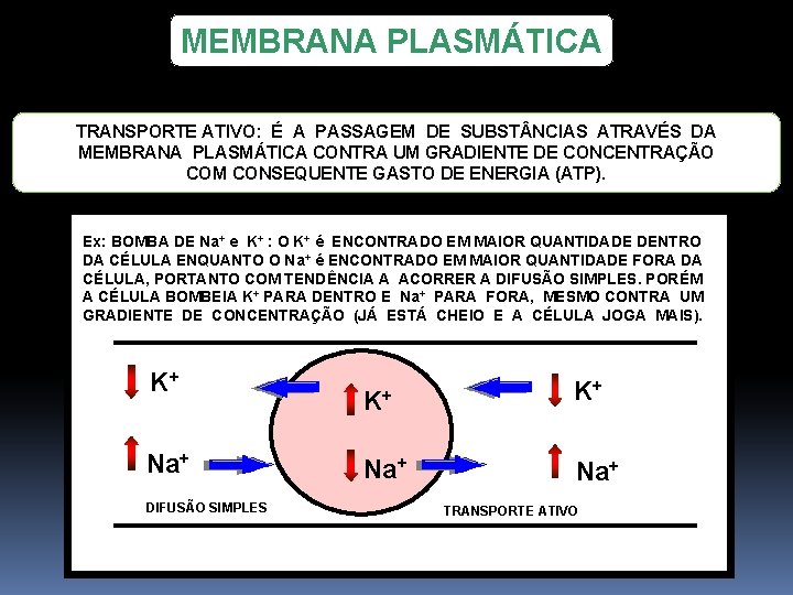 MEMBRANA PLASMÁTICA TRANSPORTE ATIVO: É A PASSAGEM DE SUBST NCIAS ATRAVÉS DA MEMBRANA PLASMÁTICA