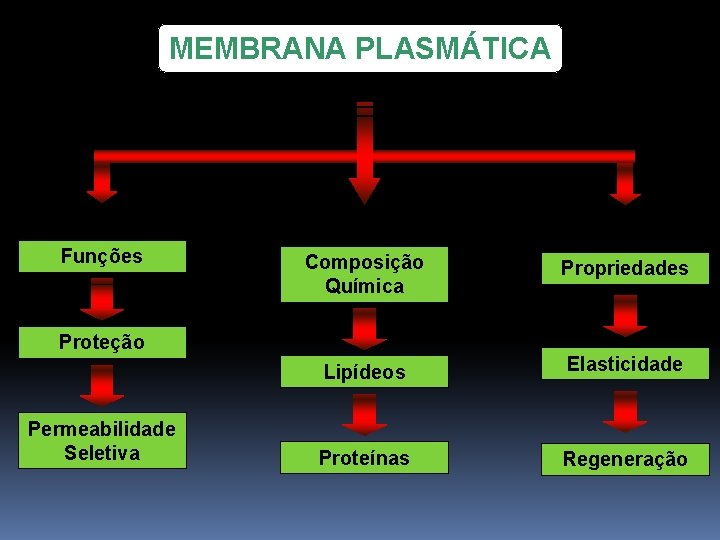 MEMBRANA PLASMÁTICA Funções Composição Química Propriedades Lipídeos Elasticidade Proteínas Regeneração Proteção Permeabilidade Seletiva 