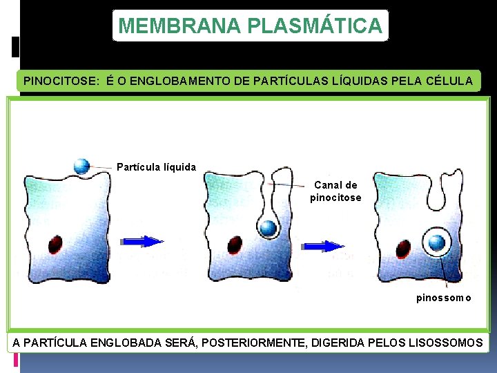 MEMBRANA PLASMÁTICA PINOCITOSE: É O ENGLOBAMENTO DE PARTÍCULAS LÍQUIDAS PELA CÉLULA Partícula líquida Canal