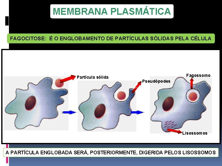 MEMBRANA PLASMÁTICA FAGOCITOSE: É O ENGLOBAMENTO DE PARTÍCULAS SÓLIDAS PELA CÉLULA Partícula sólida Fagossomo