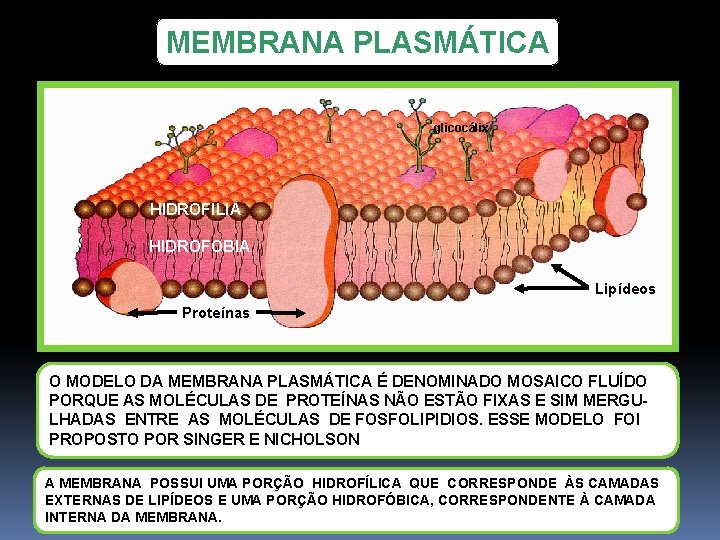 MEMBRANA PLASMÁTICA glicocálix HIDROFILIA HIDROFOBIA Lipídeos Proteínas O MODELO DA MEMBRANA PLASMÁTICA É DENOMINADO