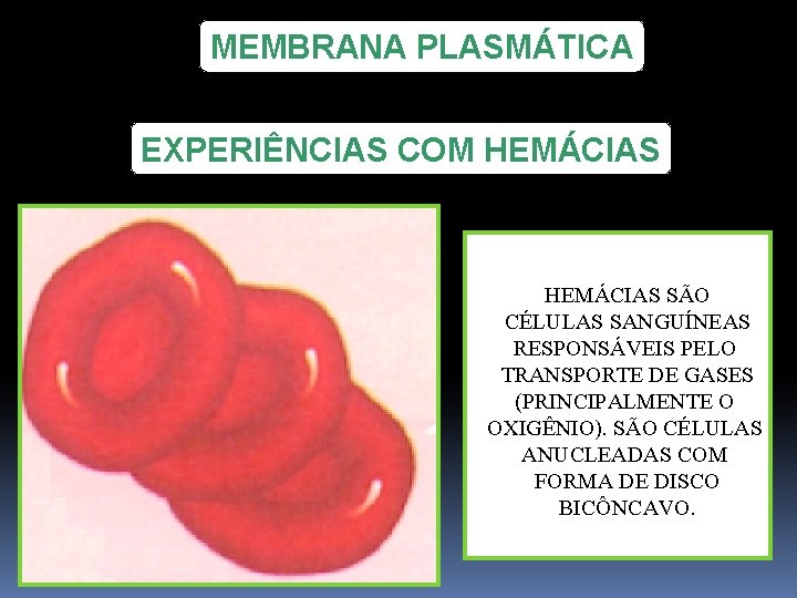 MEMBRANA PLASMÁTICA EXPERIÊNCIAS COM HEMÁCIAS SÃO CÉLULAS SANGUÍNEAS RESPONSÁVEIS PELO TRANSPORTE DE GASES (PRINCIPALMENTE