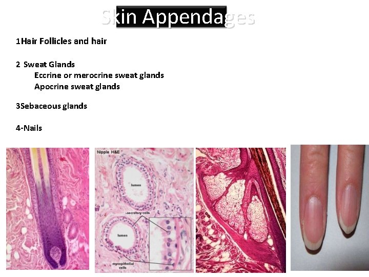 Skin Appendages 1 Hair Follicles and hair 2 Sweat Glands Eccrine or merocrine sweat