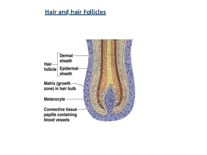 Hair and hair Follicles 
