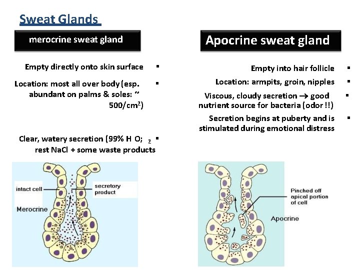 Sweat Glands Eccr ﺓ Apocrine sweat gland merocrine sweat gland Empty directly onto skin