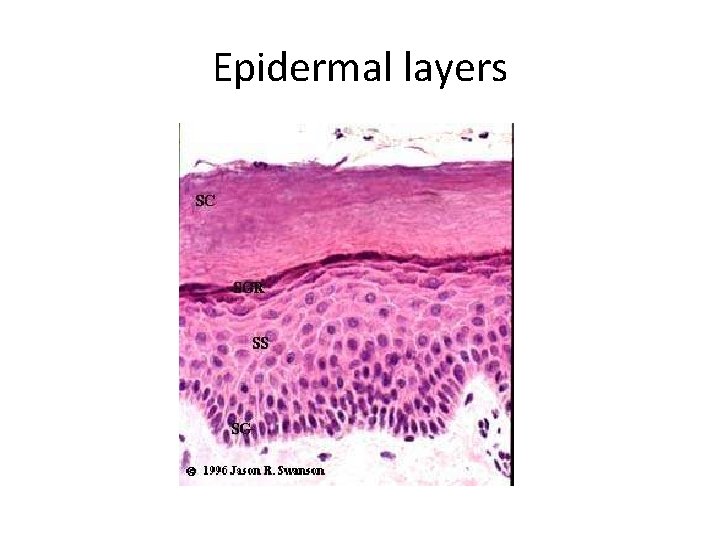 Epidermal layers 