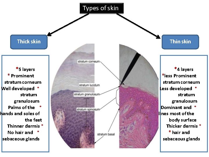 Types of skin Thick skin *5 layers * Prominent stratum corneum Well developed *