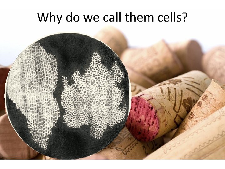 Why do we call them cells? 
