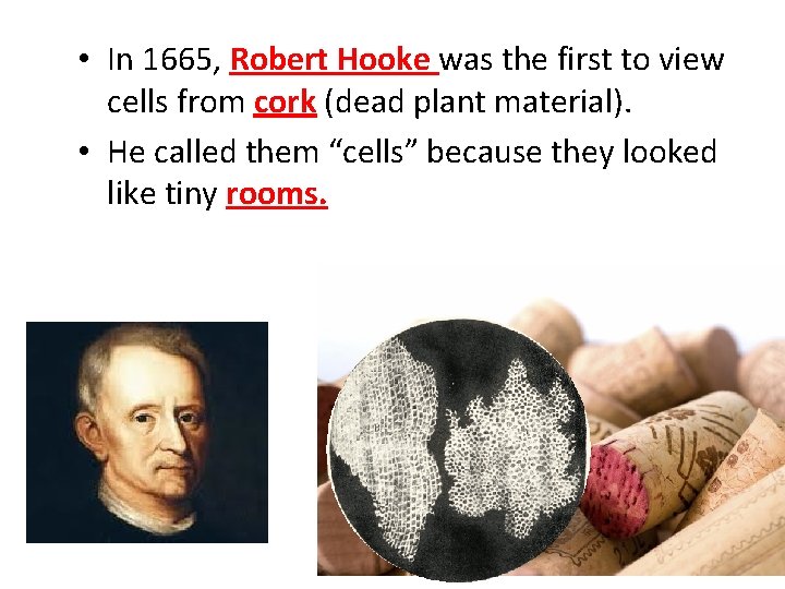  • In 1665, Robert Hooke was the first to view cells from cork