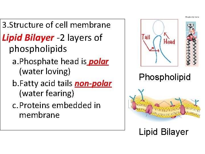 3. Structure of cell membrane Lipid Bilayer -2 layers of phospholipids a. Phosphate head