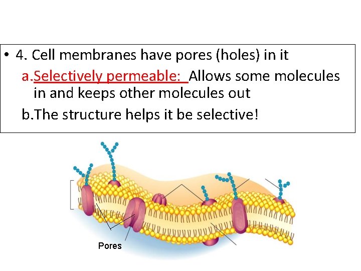  • 4. Cell membranes have pores (holes) in it a. Selectively permeable: Allows