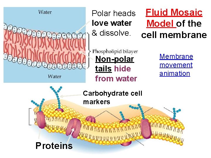 Polar heads Fluid Mosaic love water Model of the & dissolve. cell membrane Non-polar