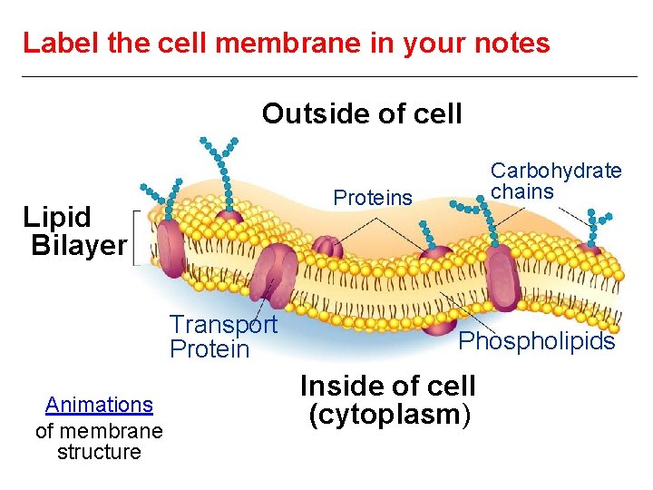 Label the cell membrane in your notes Outside of cell Proteins Lipid Bilayer Transport