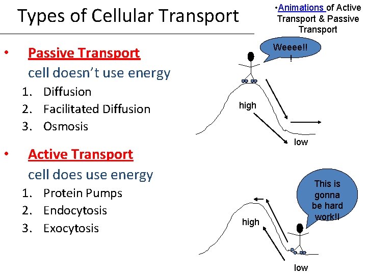  • Animations of Active Transport & Passive Transport Types of Cellular Transport •