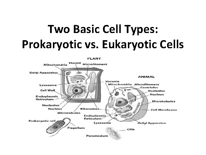 Two Basic Cell Types: Prokaryotic vs. Eukaryotic Cells 