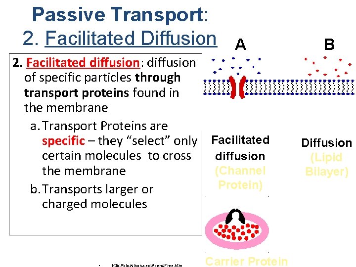 Passive Transport: 2. Facilitated Diffusion A 2. Facilitated diffusion: diffusion of specific particles through