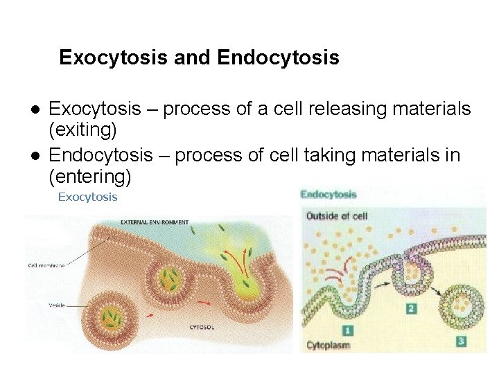 Exocytosis and Endocytosis l l Exocytosis – process of a cell releasing materials (exiting)