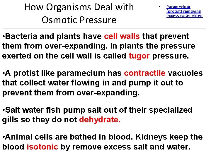 How Organisms Deal with Osmotic Pressure • Paramecium (protist) removing excess water video •