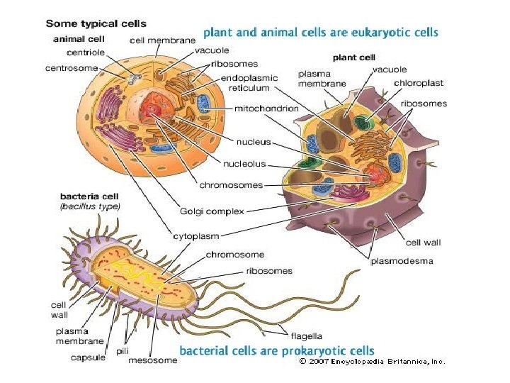 Eukaryotic Cells 