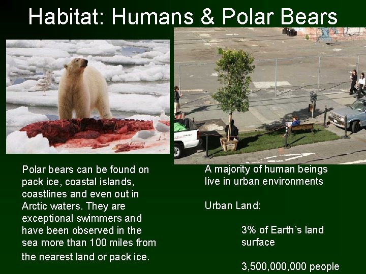 Habitat: Humans & Polar Bears Polar bears can be found on pack ice, coastal