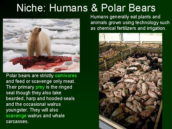 Niche: Humans & Polar Bears Humans generally eat plants and animals grown using technology