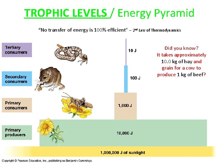 TROPHIC LEVELS / Energy Pyramid “No transfer of energy is 100% efficient” – 2