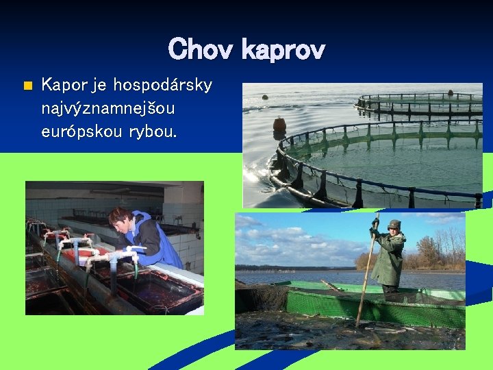 Chov kaprov n Kapor je hospodársky najvýznamnejšou európskou rybou. 