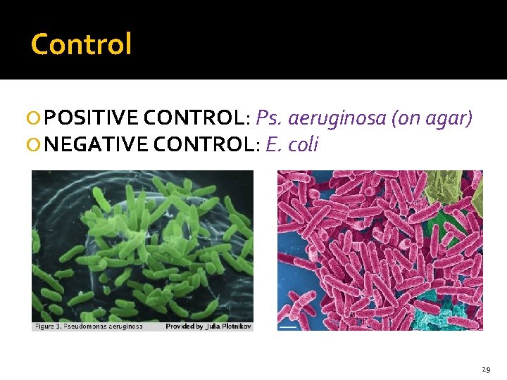 Control POSITIVE CONTROL: Ps. aeruginosa (on agar) NEGATIVE CONTROL: E. coli 29 