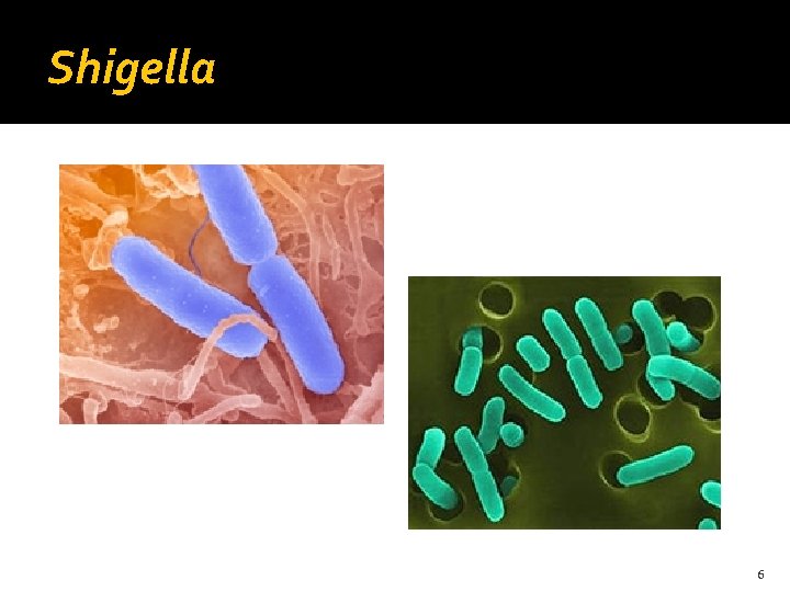 Shigella 6 