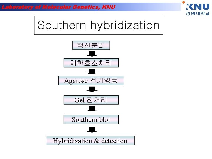 Laboratory of Molecular Genetics, KNU Southern hybridization 핵산분리 제한효소처리 Agarose 전기영동 Gel 전처리 Southern