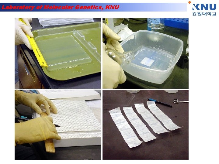 Laboratory of Molecular Genetics, KNU 