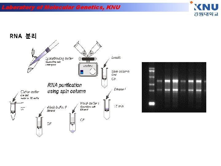Laboratory of Molecular Genetics, KNU 