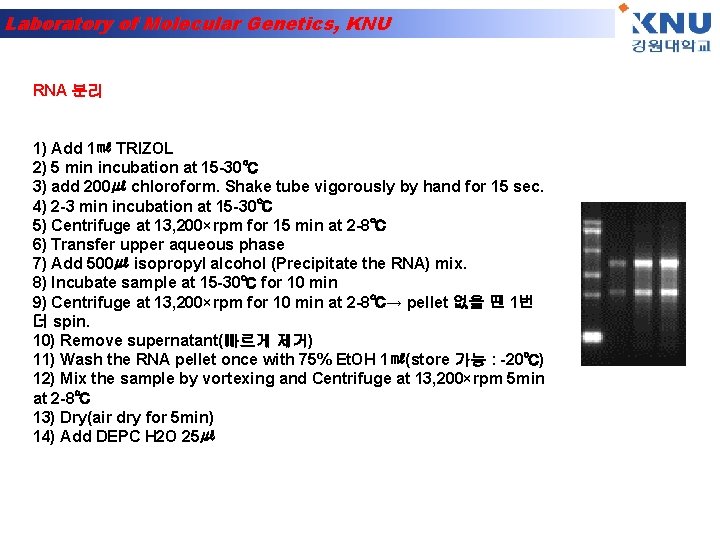 Laboratory of Molecular Genetics, KNU RNA 분리 1) Add 1㎖ TRIZOL 2) 5 min