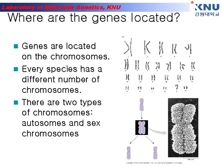 Laboratory of Molecular Genetics, KNU Where are the genes located? Genes are located on