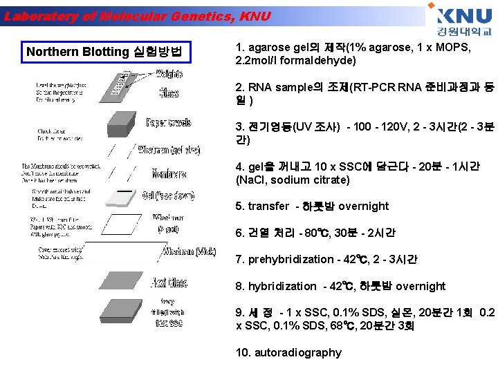 Laboratory of Molecular Genetics, KNU Northern Blotting 실험방법 1. agarose gel의 제작(1% agarose, 1