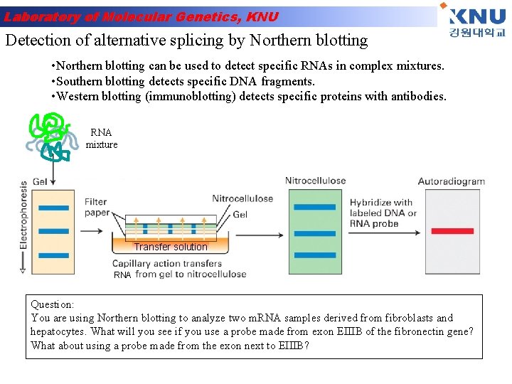Laboratory of Molecular Genetics, KNU Detection of alternative splicing by Northern blotting • Northern
