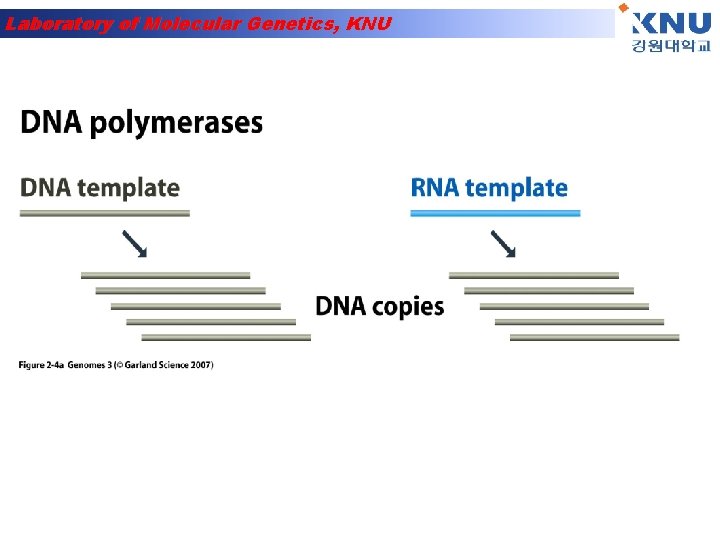 Laboratory of Molecular Genetics, KNU 