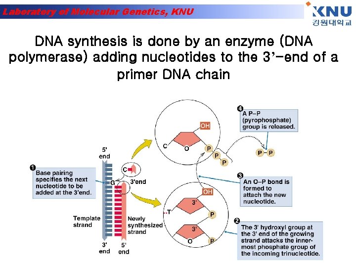Laboratory of Molecular Genetics, KNU DNA synthesis is done by an enzyme (DNA polymerase)