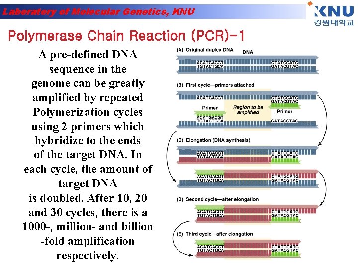 Laboratory of Molecular Genetics, KNU Polymerase Chain Reaction (PCR)-1 A pre-defined DNA sequence in