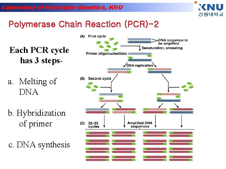 Laboratory of Molecular Genetics, KNU Polymerase Chain Reaction (PCR)-2 Each PCR cycle has 3