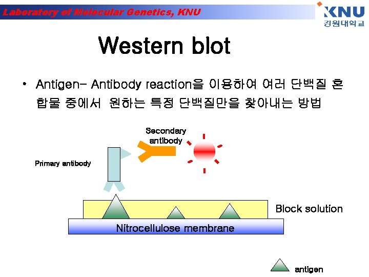 Laboratory of Molecular Genetics, KNU Western blot • Antigen- Antibody reaction을 이용하여 여러 단백질