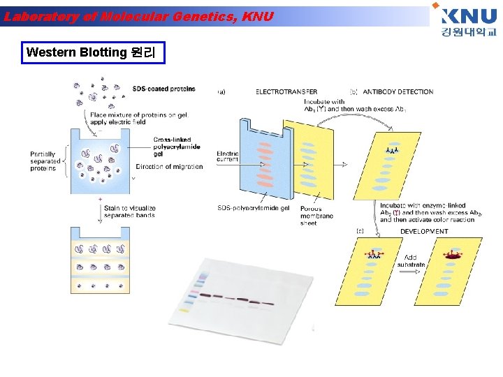 Laboratory of Molecular Genetics, KNU Western Blotting 원리 